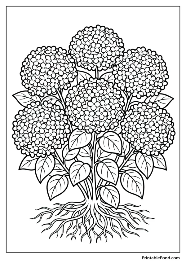 A detailed outline drawing of a blooming hydrangea bush with large flower clusters and visible roots.