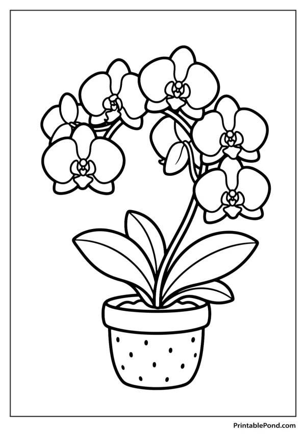 Black and white line drawing of an orchid plant with multiple flowers in a potted plant.